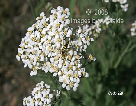 Yarrow